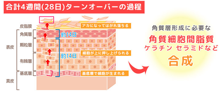 ターンオーバーの過程