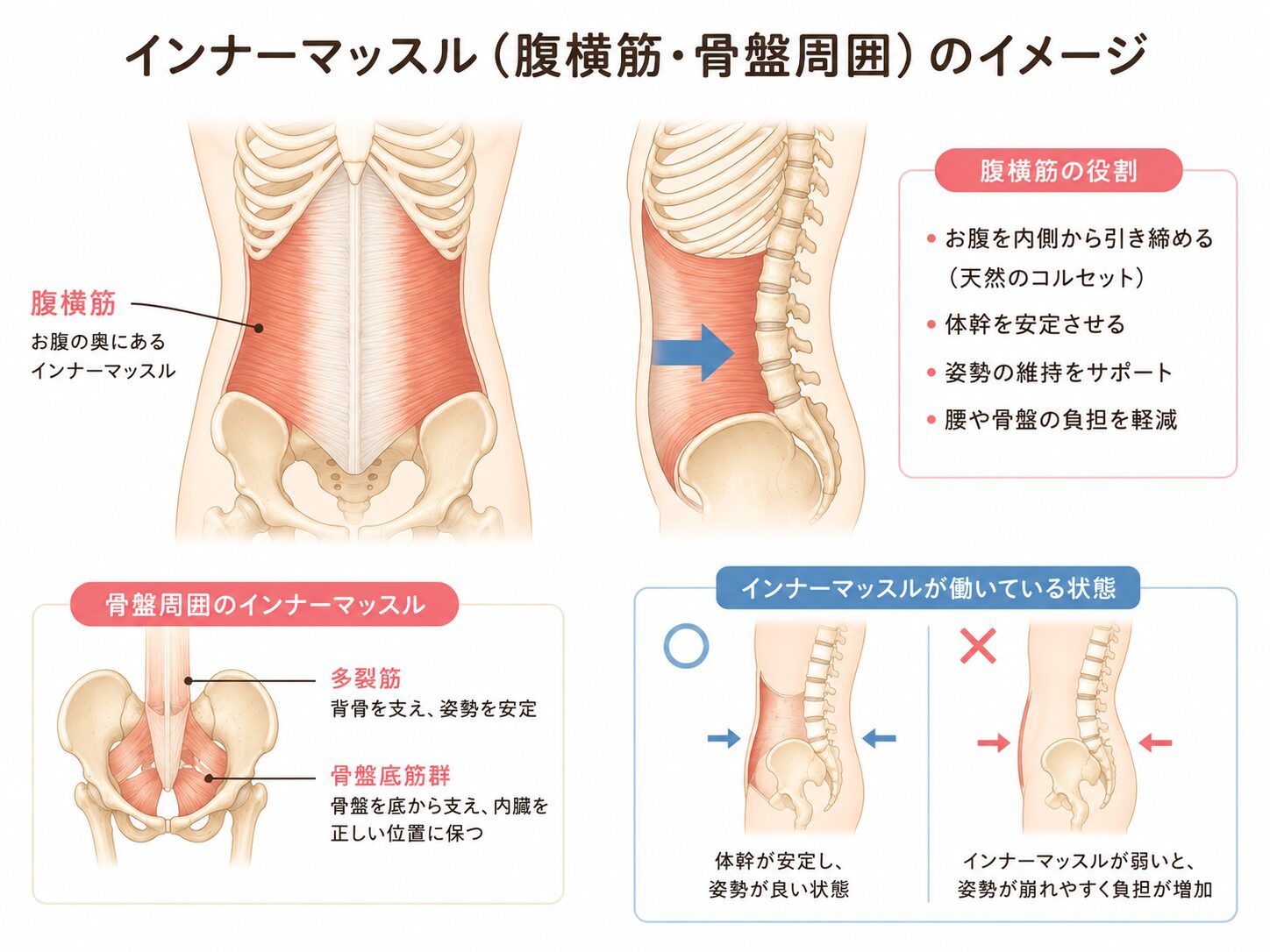 インナーマッスルのイメージ図|近江八幡市